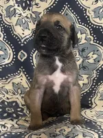 Black Mask Fawn, a male Great Dane for sale in Bloomingburg, OH – 6 of 10