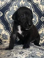 Emily, a female Great Dane for sale in Bloomingburg, OH – 4 of 8
