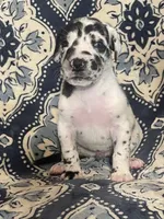 Harlequin Female , a female Great Dane for sale in Bloomingburg, OH – 6 of 10