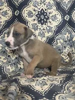 Blue Fawn Tuxedo, a male Great Dane for sale in Bloomingburg, OH – 4 of 8
