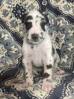 Harlequin Male, a male Great Dane for sale in Bloomingburg, OH – 9 of 10
