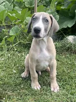 Blue Fawn Tuxedo, a male Great Dane for sale in Bloomingburg, OH – 1 of 9