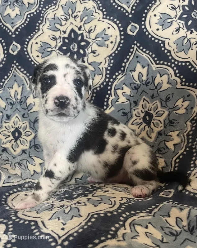Harlequin Male – Great Dane puppy for sale in Bloomingburg, OH