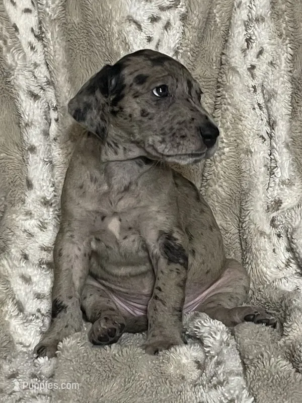 Merle Female – Great Dane puppy for sale in Bloomingburg, OH