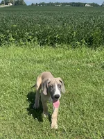 Colt, a male Great Dane for sale in Bloomingburg, OH – 8 of 8