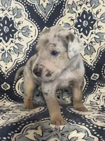 Silver Merle, a male Great Dane for sale in Bloomingburg, OH – 6 of 10