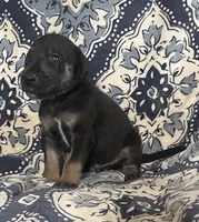 Black and Tan, a male Great Dane for sale in Bloomingburg, OH – 9 of 10