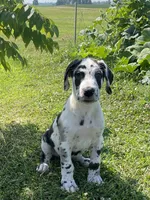 Harlequin Male, a male Great Dane for sale in Bloomingburg, OH – 7 of 8