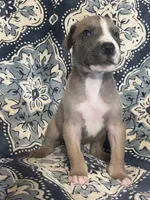 Blue Fawn Tuxedo, a male Great Dane for sale in Bloomingburg, OH – 7 of 8