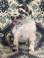 Harlequin Female , a female Great Dane for sale in Bloomingburg, OH – 2 of 10