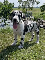 Harlequin Male, a male Great Dane for sale in Bloomingburg, OH – 3 of 8