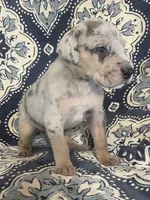 Silver Merle, a male Great Dane for sale in Bloomingburg, OH – 10 of 10