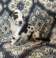 Harlequin Male, a male Great Dane for sale in Bloomingburg, OH – 2 of 10