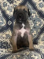 Black Mask Fawn, a male Great Dane for sale in Bloomingburg, OH – 2 of 10