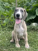 Blue Fawn Tuxedo, a male Great Dane for sale in Bloomingburg, OH – 7 of 9