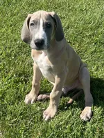 Colt, a male Great Dane for sale in Bloomingburg, OH – 6 of 8