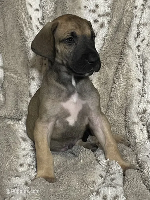 Black Mask Fawn – Great Dane puppy for sale in Bloomingburg, OH