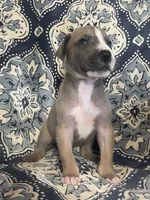 Blue Fawn Tuxedo, a male Great Dane for sale in Bloomingburg, OH – 6 of 8