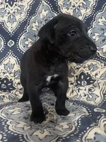 Chloe, a female Great Dane for sale in Bloomingburg, OH – 7 of 8