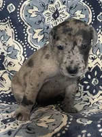 Merle Female, a female Great Dane for sale in Bloomingburg, OH – 7 of 7