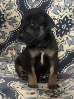 Black and Tan, a male Great Dane for sale in Bloomingburg, OH – 5 of 10