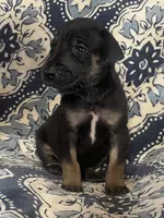 Black and Tan, a male Great Dane for sale in Bloomingburg, OH – 6 of 10