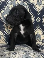 Emily, a female Great Dane for sale in Bloomingburg, OH – 8 of 8
