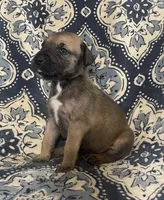 Black Mask Fawn, a male Great Dane for sale in Bloomingburg, OH – 10 of 10