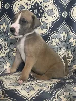 Blue Fawn Tuxedo, a male Great Dane for sale in Bloomingburg, OH – 8 of 8
