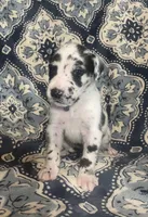 Harlequin Male, a male Great Dane for sale in Bloomingburg, OH – 5 of 10