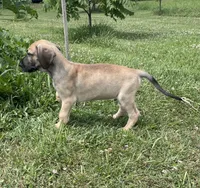 Black Mask Fawn, a male Great Dane for sale in Bloomingburg, OH – 2 of 5
