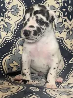 Harlequin Female , a female Great Dane for sale in Bloomingburg, OH – 4 of 10