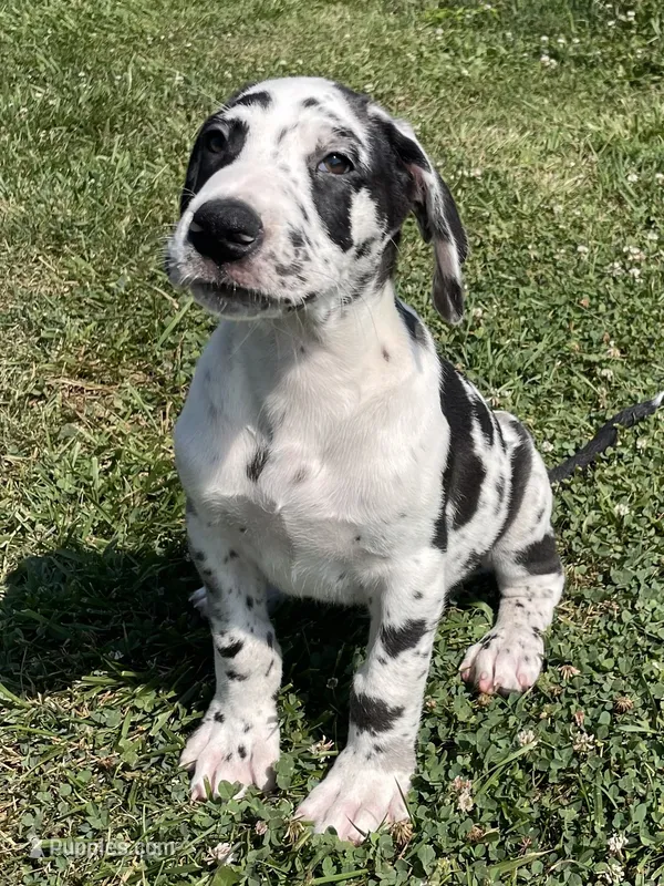 Harlequin Male – Great Dane puppy for sale in Bloomingburg, OH