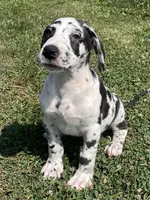 Harlequin Male, a male Great Dane for sale in Bloomingburg, OH – 1 of 8
