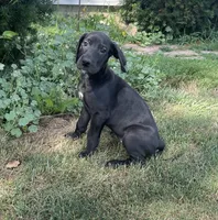Chloe, a female Great Dane for sale in Bloomingburg, OH – 6 of 7