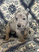 Silver Merle, a male Great Dane for sale in Bloomingburg, OH – 9 of 10
