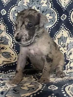 Merle Female, a female Great Dane for sale in Bloomingburg, OH – 1 of 7
