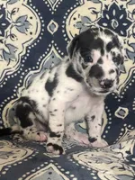 Harlequin Female , a female Great Dane for sale in Bloomingburg, OH – 8 of 10