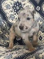 Silver Merle, a male Great Dane for sale in Bloomingburg, OH – 5 of 10