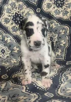 Harlequin Male, a male Great Dane for sale in Bloomingburg, OH – 7 of 10