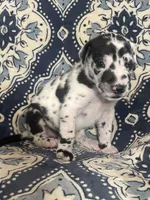 Harlequin Female , a female Great Dane for sale in Bloomingburg, OH – 7 of 10