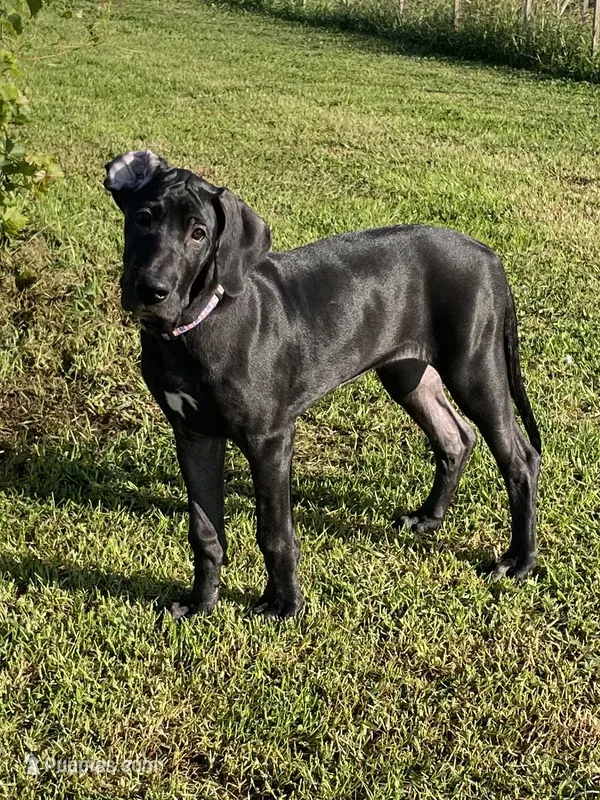Chloe – Great Dane puppy for sale in Bloomingburg, OH