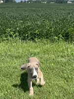 Colt, a male Great Dane for sale in Bloomingburg, OH – 3 of 8