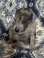 Merle Female, a female Great Dane for sale in Bloomingburg, OH – 6 of 7