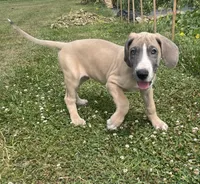 Blue Fawn Tuxedo, a male Great Dane for sale in Bloomingburg, OH – 2 of 9