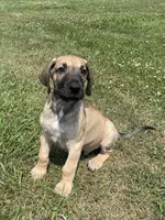 Black Mask Fawn, a male Great Dane for sale in Bloomingburg, OH – 3 of 5