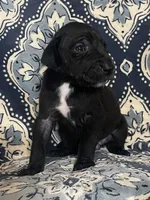 Emily, a female Great Dane for sale in Bloomingburg, OH – 5 of 8