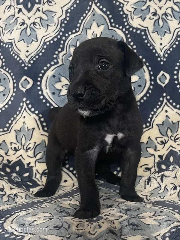 Chloe – Great Dane puppy for sale in Bloomingburg, OH