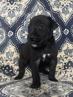 Chloe, a female Great Dane for sale in Bloomingburg, OH – 1 of 8