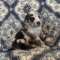 Harlequin Male, a male Great Dane for sale in Bloomingburg, OH – 6 of 10